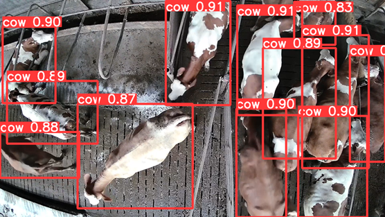 umělá inteligence - rozpoznání krav dle obrazu
